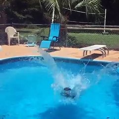 Un chien apprend à sauter dans l'eau