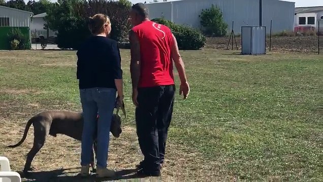 Examen du CSAU (Certificat de Sociabilité et d'Aptitude à l'Utilisation) - Pacha Braque de Weimar - Octobre 2018