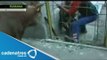 Toro ataca a un policía de tránsito de Rumania / Bull attacks a Romanian traffic police