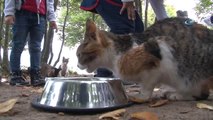 Samsun'daki 'Kedi Kasabası'nda Çocuklara Hayvan Sevgisi Aşılandı