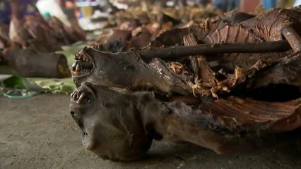 بروكسل تتحول إلى مركز لتهريب "لحوم الأدغال" إلى باقي أوروبا