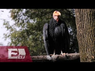 Dos cóndores hembra llegan al Zoológico de Chapultepec/ Comunidad