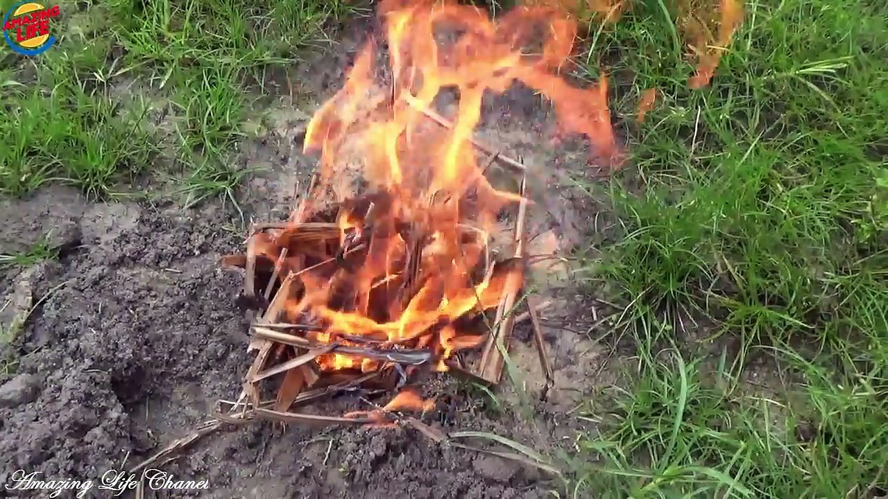 How to Grow Chilli Peppers - Growing Chillies