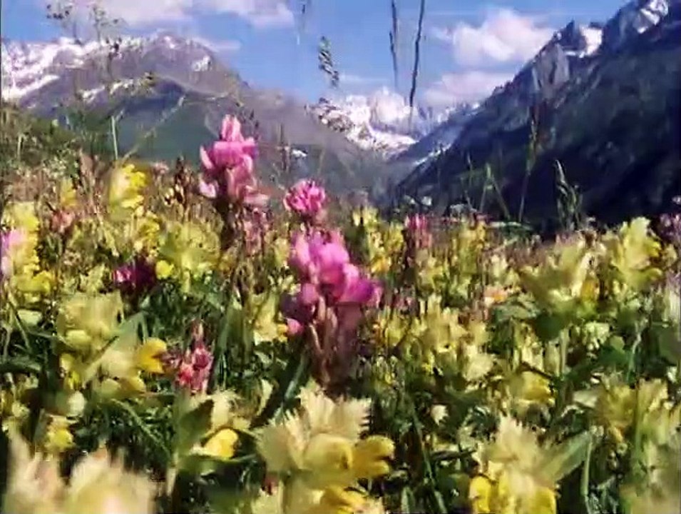 David Attenborough - A Növények Magánélete 6