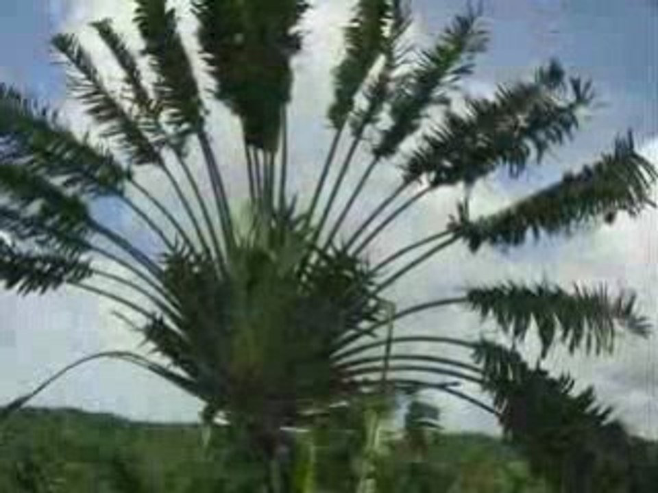 Izany no tena Gasy...