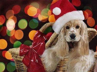 ¿Por qué los reyes magos no deben traer mascotas de regalo