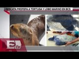 Tortuga y lobo marino fueron rescatados en Baja California Sur / Vianey Esquinca