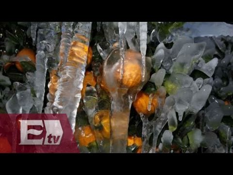 Heladas dañan cultivos en Aguascalientes / Vianey Esquinca