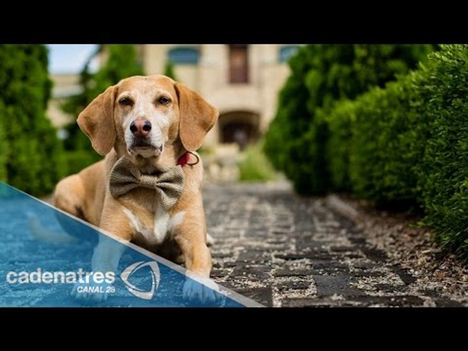Tips sencillos para educar a tu perro / Cómo educar a mi mascota