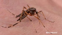 Rise of large, aggressive mosquitoes during post-Florence recovery