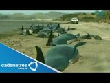 Veintena de ballenas perecen al quedar varadas en costas de Nueva Zelanda