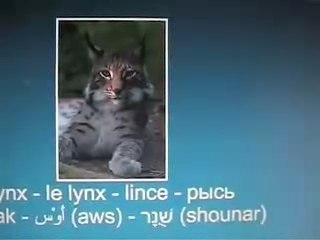 Arabic language - langue arabe - félin - canin