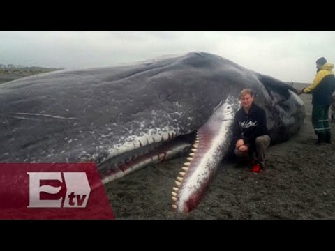 Ballenas quedan varadas en Baja California Sur / Vianey Esquinca