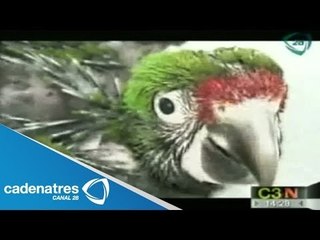 Casos de crímenes resueltos con la ayuda de animales