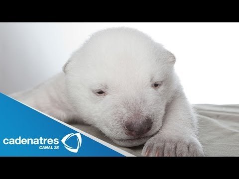 Zoológico de Hellanbrunn de Alemania da a conocer a dos cachorros de oso polar