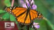 Santuarios de mariposas monarcas en México / Vianey Esquinca