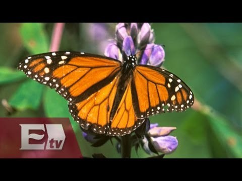 Santuarios de mariposas monarcas en México / Vianey Esquinca