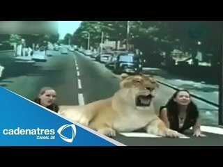 IMPRESIONANTE Mujeres tiene como mascota un felino de más de media tonelada