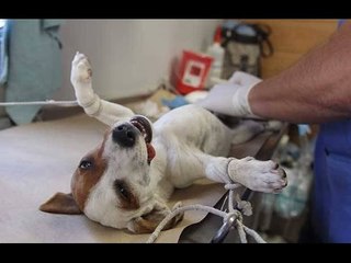 Mitos y realidades de la no esterilización