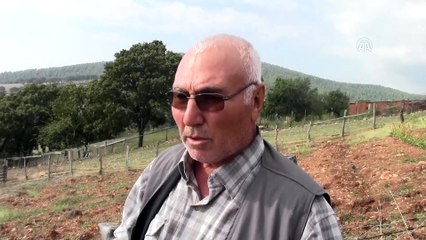 Sahibini boynuz darbeleriyle öldürdü - ÇANAKKALE