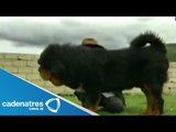 Un perro de la raza de Mastín Tibetano se vendió en 1.5 millones de dólares