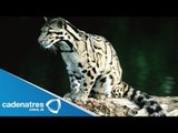 El leopardo nublado está extinto / Animales extintos