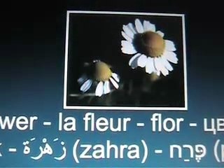 Arabic language - langue arabe - plant - végétation