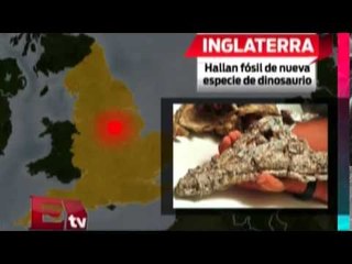 Hallan fósil de dinosaurio en Inglaterra / Paola Barquet