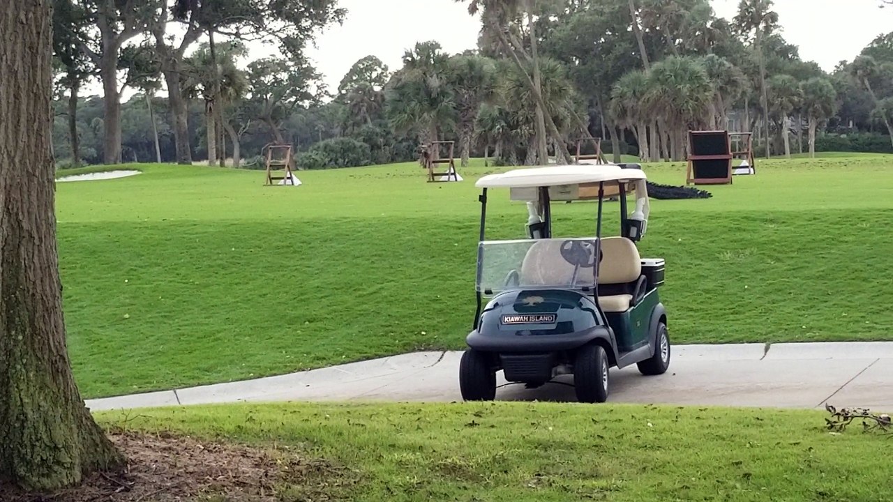 Huge Gator Strolls Through South Carolina Golf Course