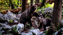 Pyrénées-Atlantiques : une ourse slovène relâchée, les agriculteurs en colère