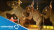 Dueños de los circos se amparan ante la ley que prohibe usar animales en circos