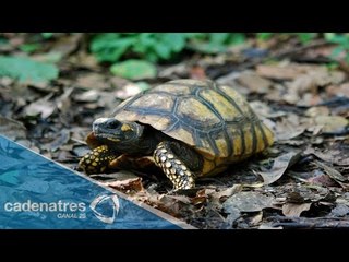 Conoce un poco más sobre la tortuga de bosque