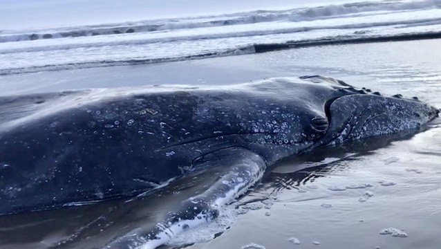 Beached Humpback Whale Rescued!
