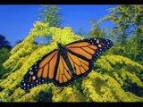 Conoce un poco más sobre las mariposas monarca