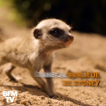 Ces bébés suricates sont nés dans une réserve naturelle en Australie