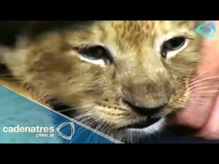 Conoce más sobre una leona bebé