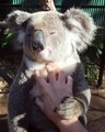 Ce koala adore les câlins et en veut encore