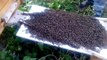 Des milliers d'abeilles suivent la reine et s'installent dans la ruche... Magnifique