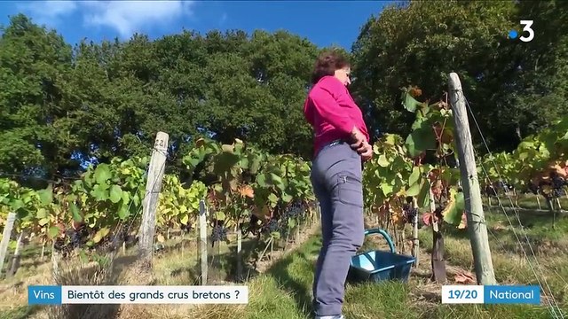 Vin : bientôt des grands crus bretons ?