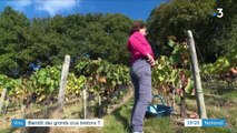 Vin : bientôt des grands crus bretons ?