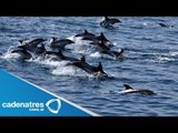 INCREIBLE!!! Estampida de delfines en Estados Unidos / Dolphin stampede in the U.S.