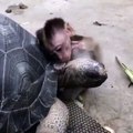 Baby monkey bonds with tortoise after mom dies