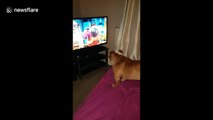 Bulldog puppy hilariously howls along to cartoon