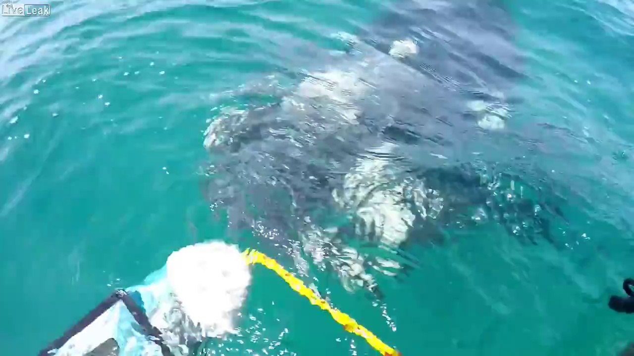 Cette baleine retourne un canoe Kayak en pleine mer !