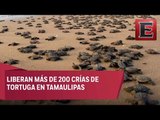 Liberan 267 crías de tortuga lora en costas de Tamaulipas