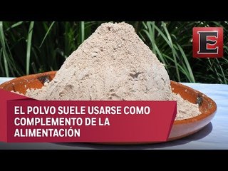 Investigadores enriquecen el pinole con maíz mejorado