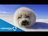 Conmovedor video de una foca recién nacida (VIDEO)