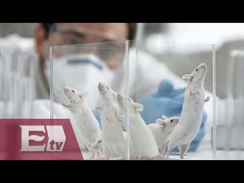 Científicos duplican vida de ratones con envejecimiento prematuro / Titulares de la tarde