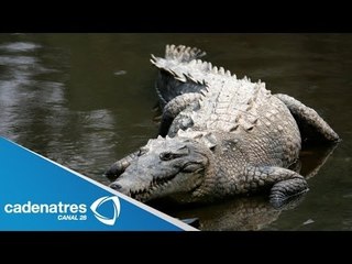 Eco parque Marina Amikuu abandona a los animales en peligros de extinción