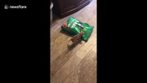 Two-month-old Chihuahua attacks 15lb bag of dog food